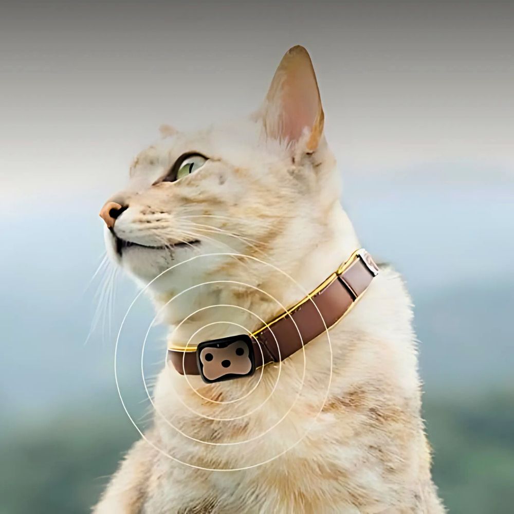 cat tracking
