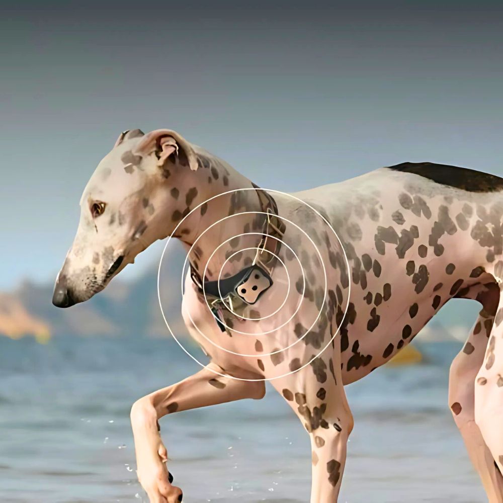 dog tracking